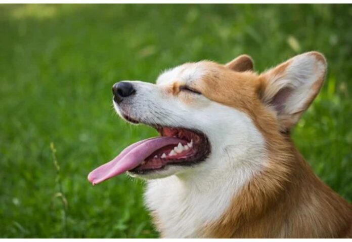 Top Dog Names Starting with Z