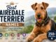 250+ Best Airedale Terrier Dog Names Best Airedale Terrier Names